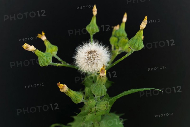 Close-up of a