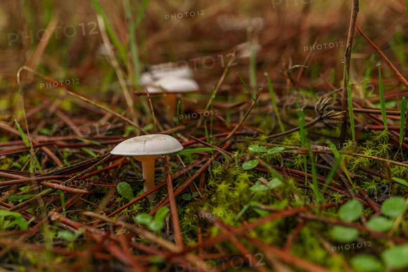 Close-up of mushroom