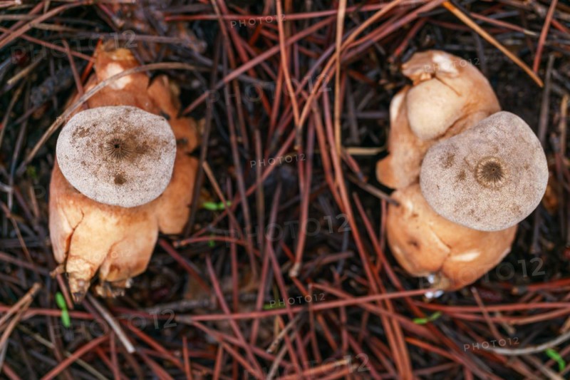 Close-up of an earth star