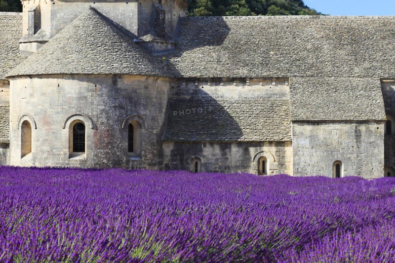 Cistercian monastery of Senanque beside lavender field