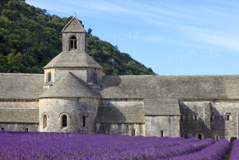Cistercian monastery of Senanque beside lavender field