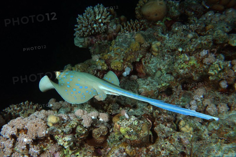 A bluespotted ribbontail ray