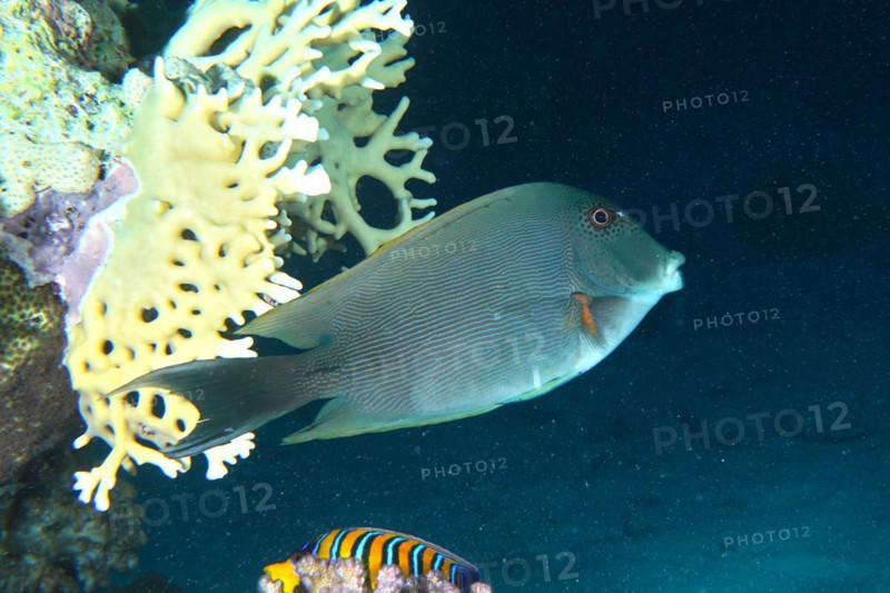 Striated surgeonfish