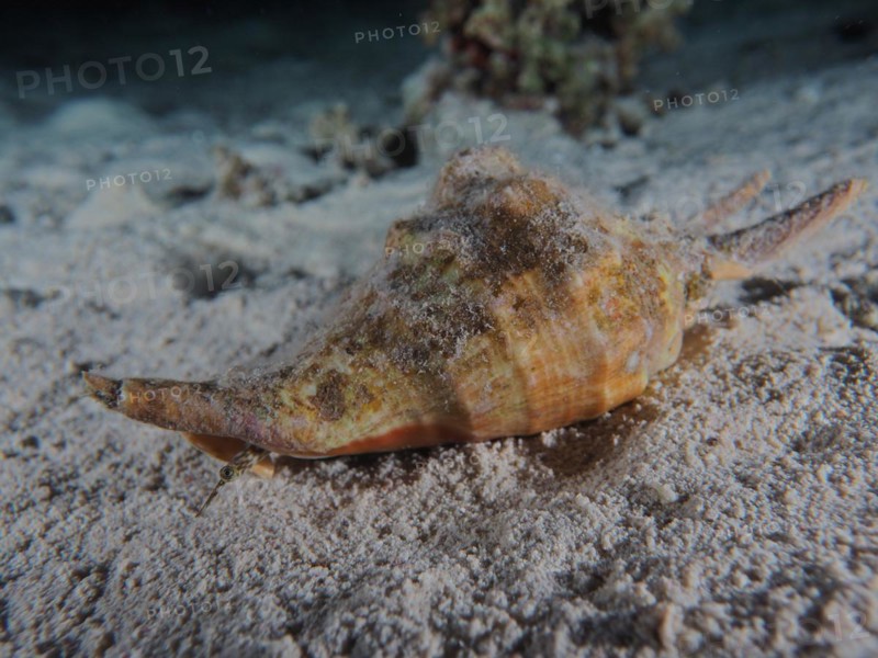Spider conch