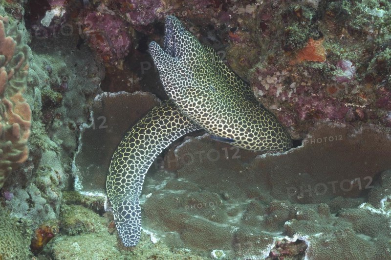 Laced moray