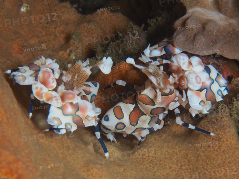 A pair of eastern harlequin shrimp