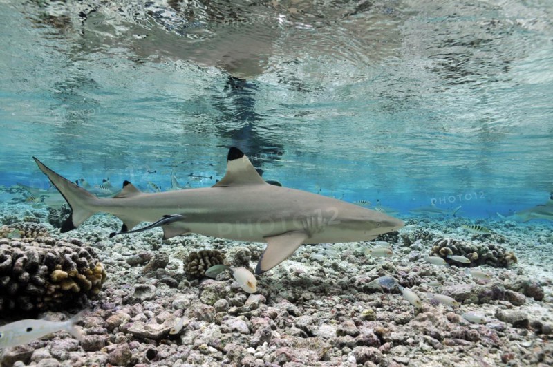 Blacktip reef sharks