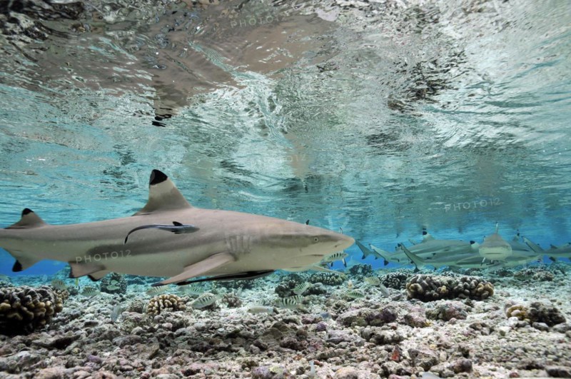 Blacktip reef sharks