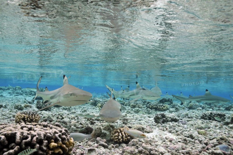 Blacktip reef sharks