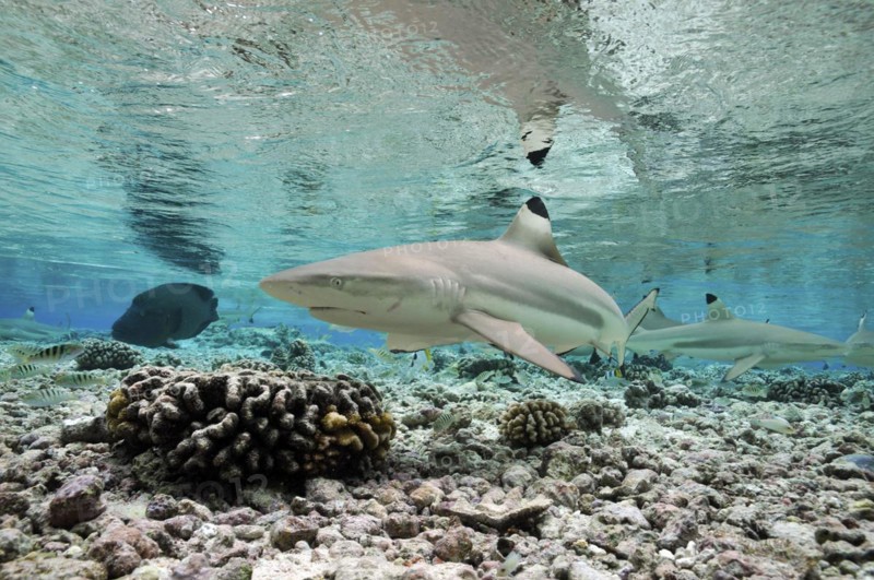Blacktip reef sharks