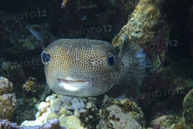 Portrait of spot-fin porcupinefish