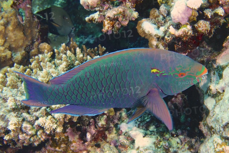 Dark parrotfish