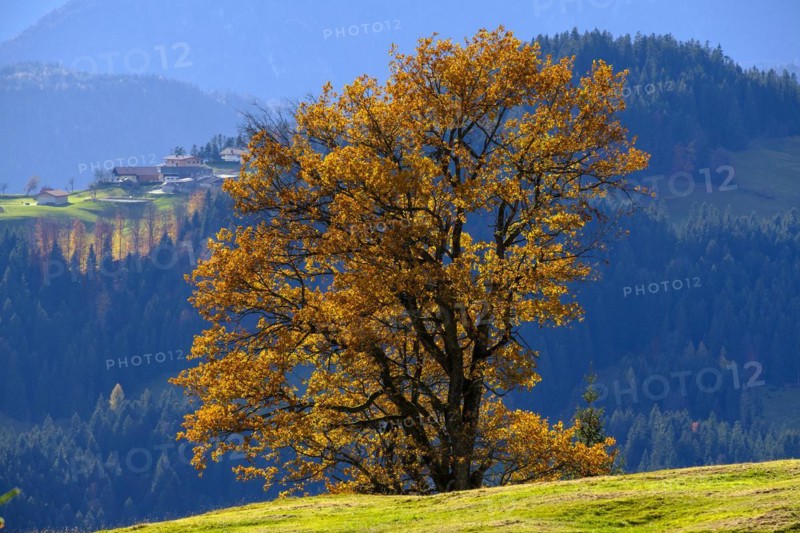 Autumn tree at the Wildbichler Alm