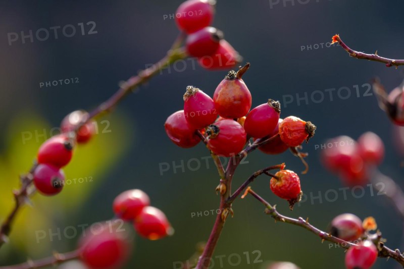 Rosehip in autumn Karspitze
