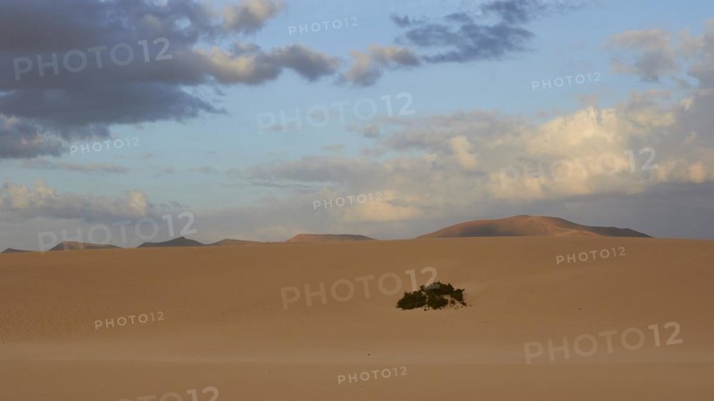 Dune