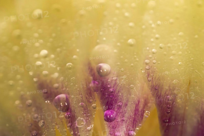 Close-up of a leaf with water drops of a fresh artichoke