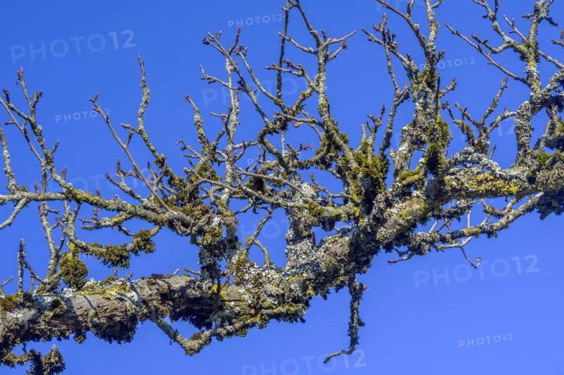 Bare branches with moss and lichen