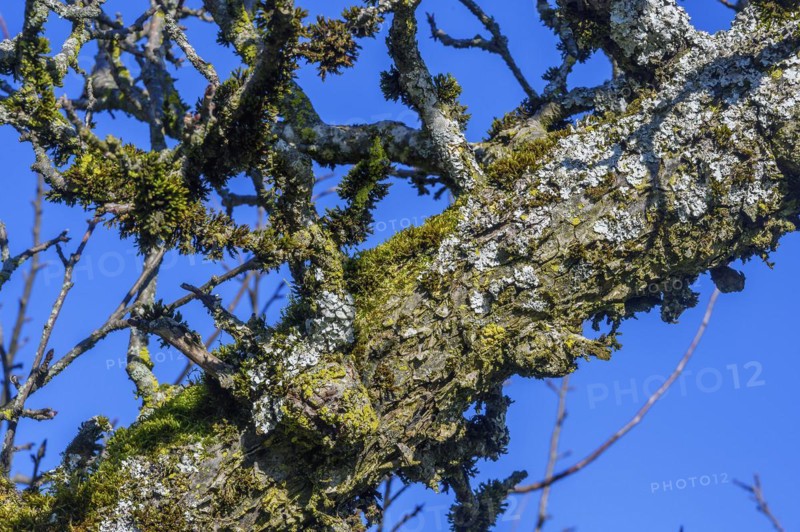 Bare branches with moss and lichen