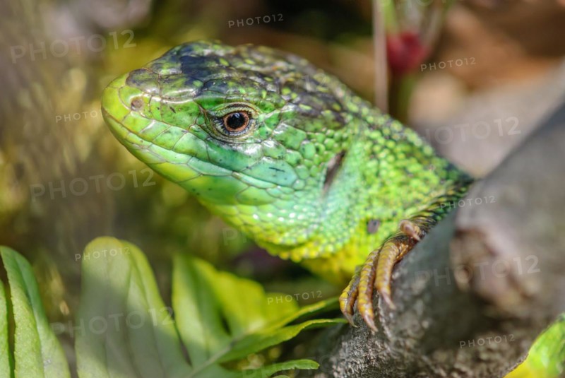 Portrait of the green western green lizard