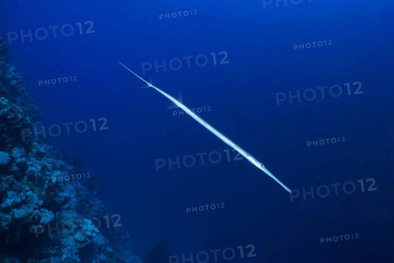 Bluespotted cornetfish