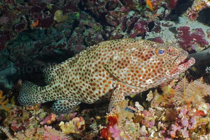 Greasy grouper