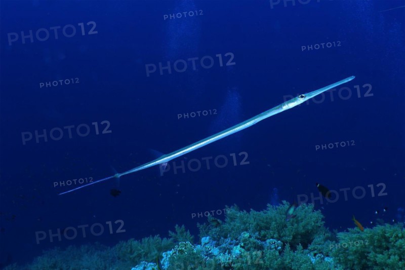 Bluespotted cornetfish
