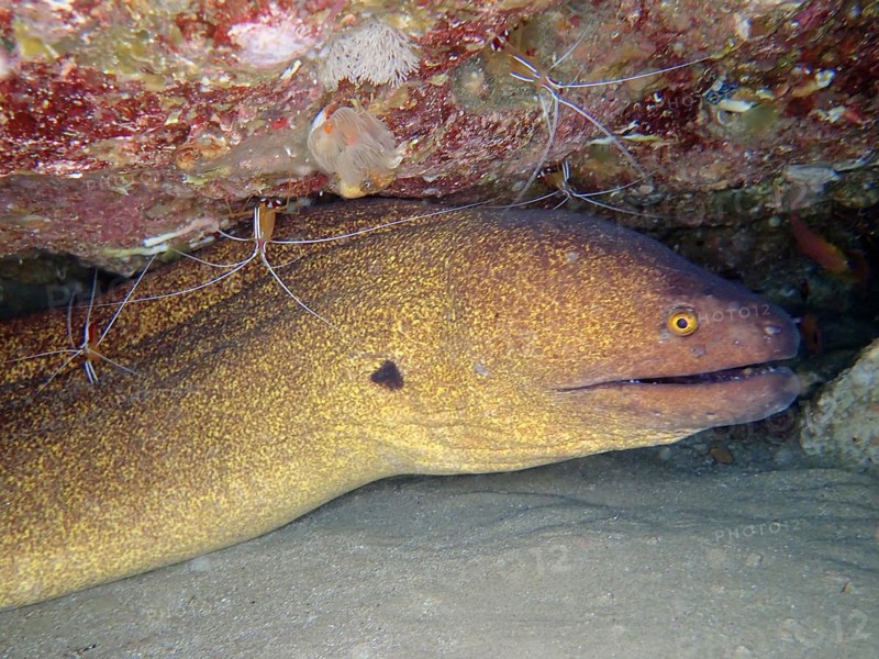 Yellow-edged moray