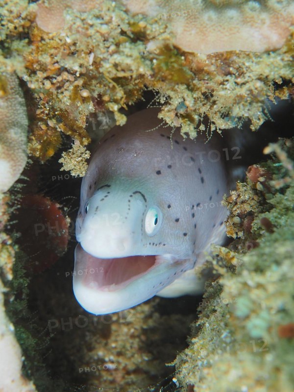 Geometric moray