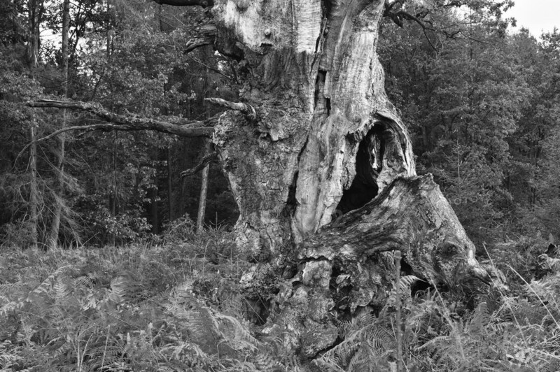 Court oak tree