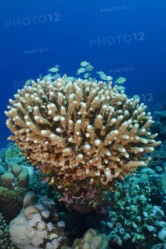 Stony coral
