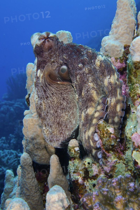 Great Blue Octopus