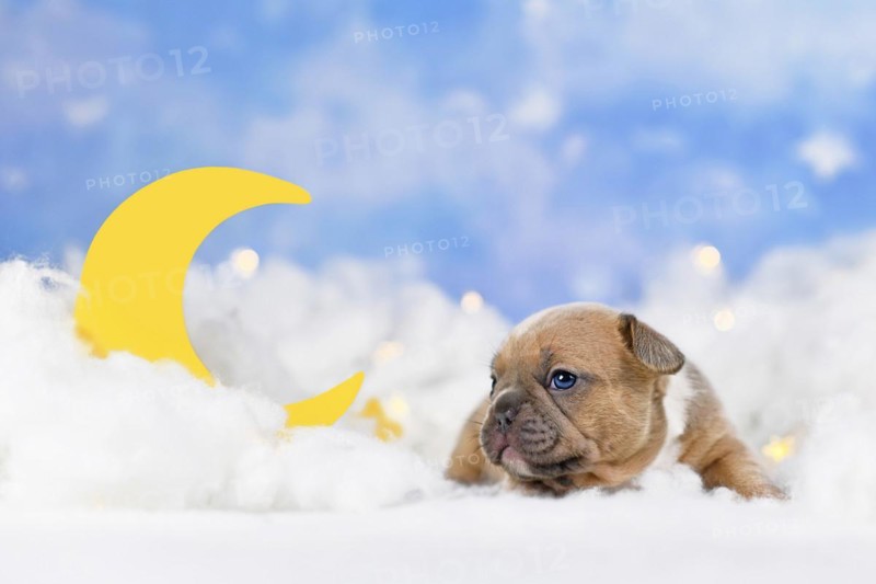 Choco red fawn French Bulldog puppy between fluffy clouds with moon and stars