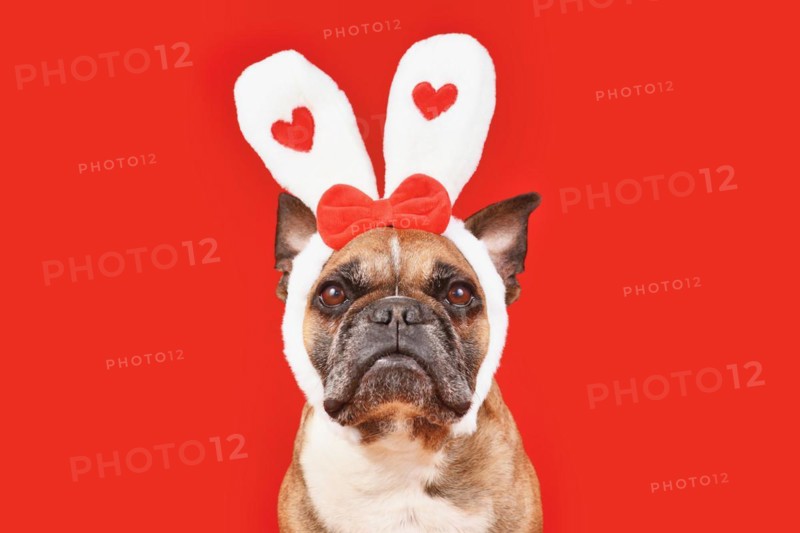 French Bulldog dog wearing Valentine's Day headband with bunny ears with hearts on red background