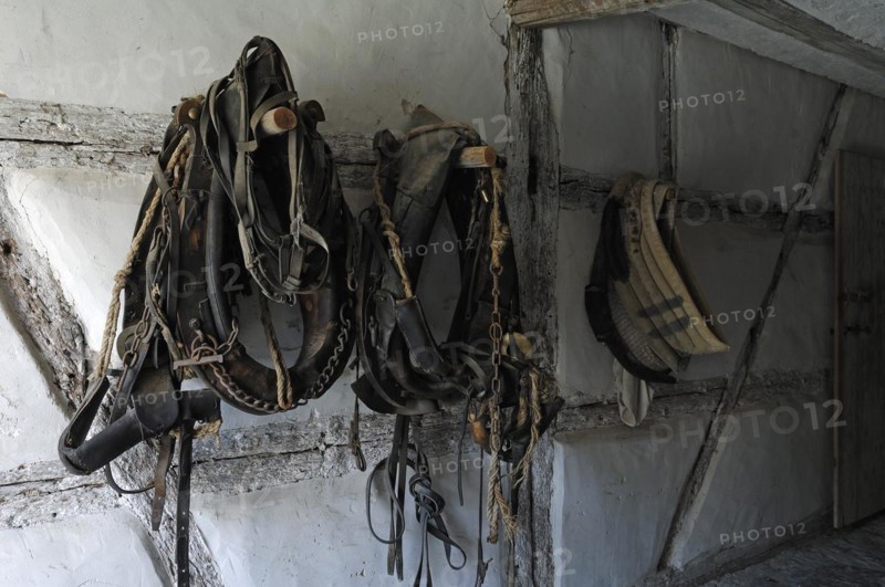 Old horse halter in the horse and cow stable