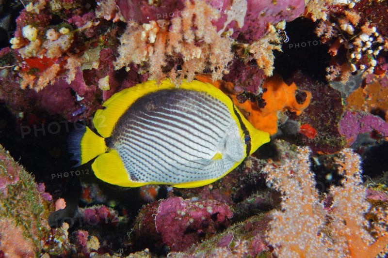 Blackback butterflyfish
