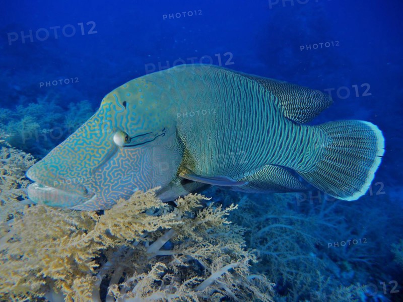 Humphead wrasse
