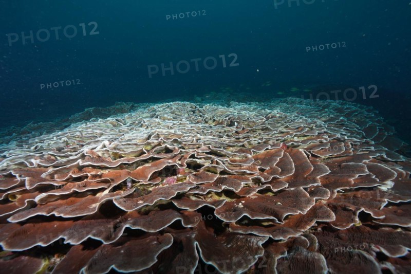 Giant Lettuce Coral