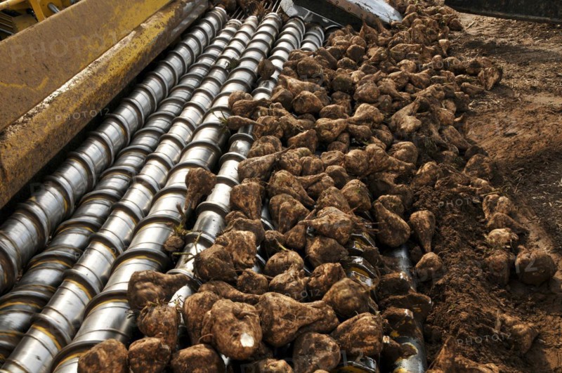 Beet cleaning loader picks up