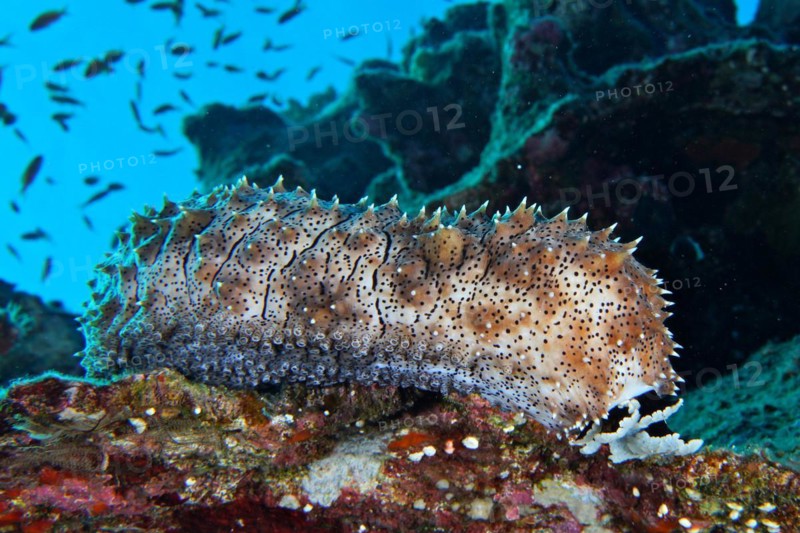 Graeffes sea cucumber