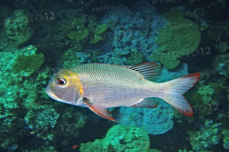 Humpnose big-eye bream
