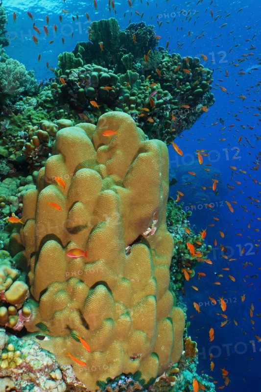 Solid pore coral