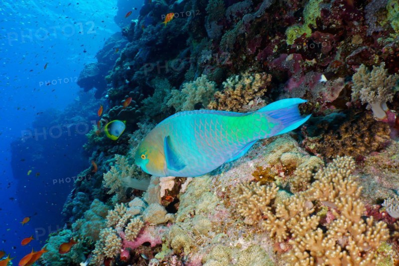 Rusty parrotfish