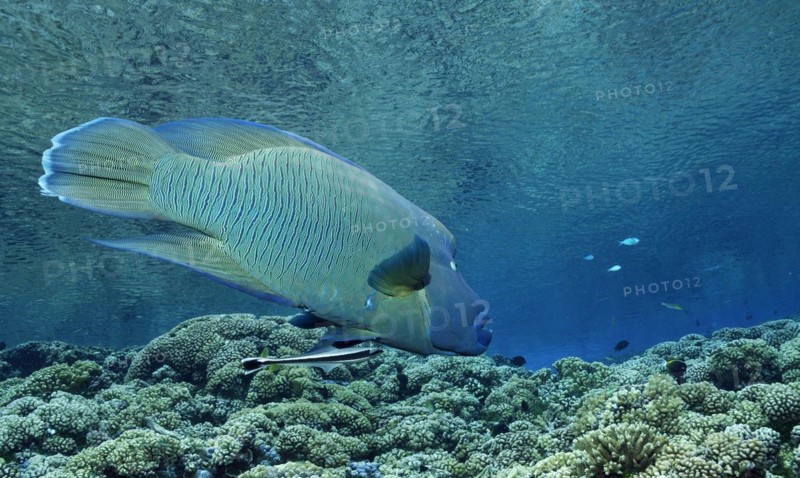 Humphead wrasse