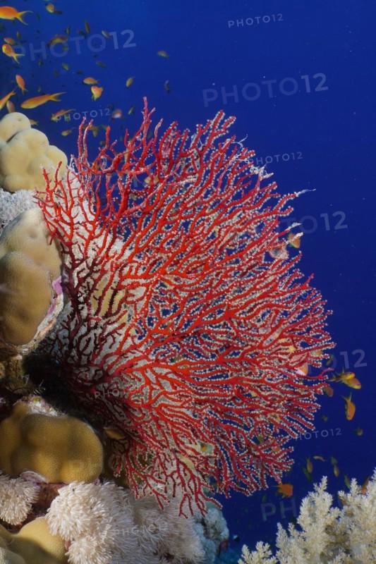 Red knot coral