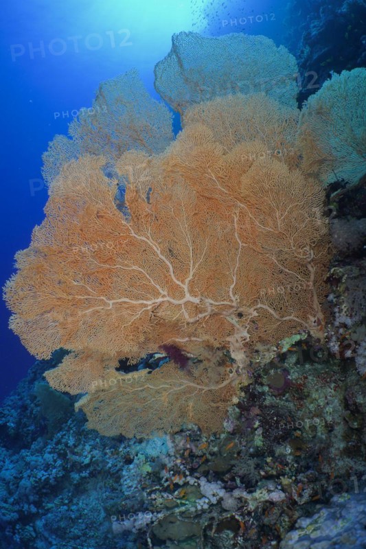 Giant sea fan