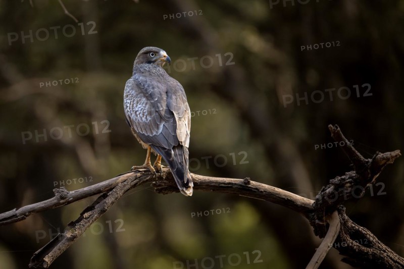 White eyed buzzard