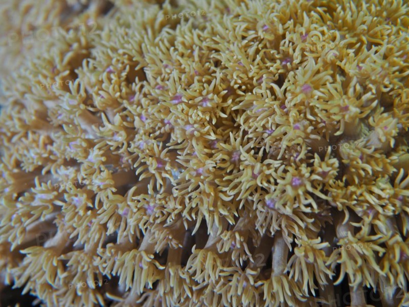 Marguerite coral