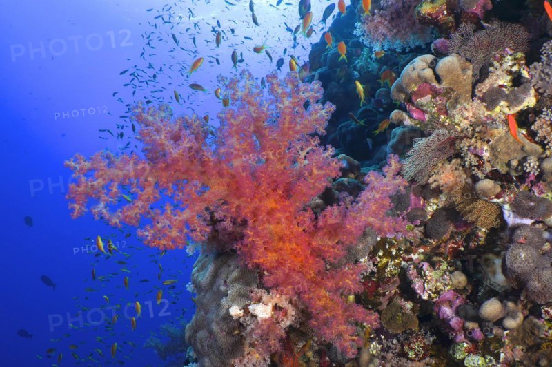 Hemprichs tree coral