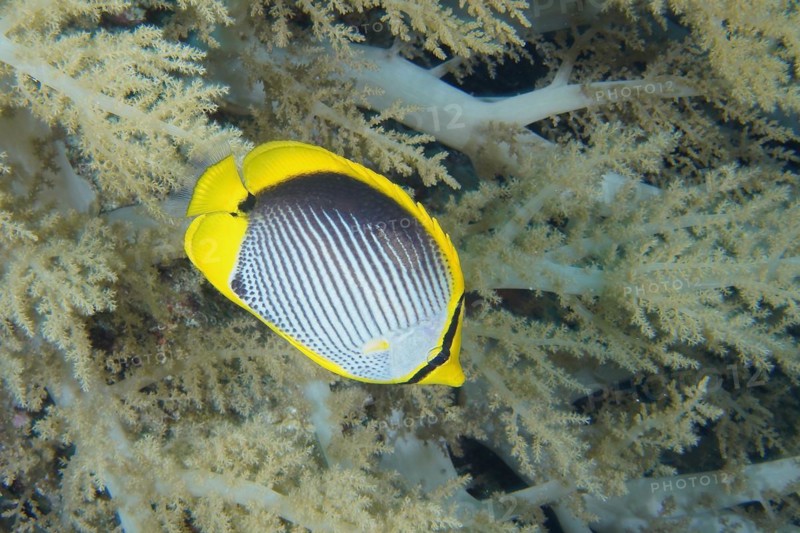 Blackback butterflyfish