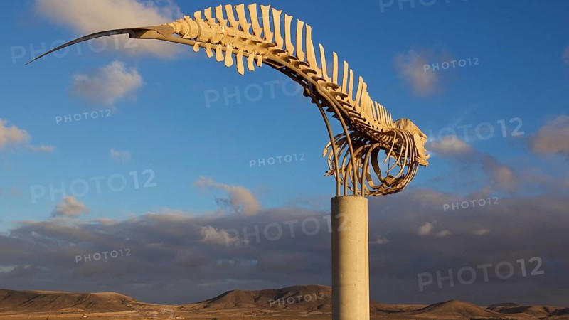Whale skeleton
